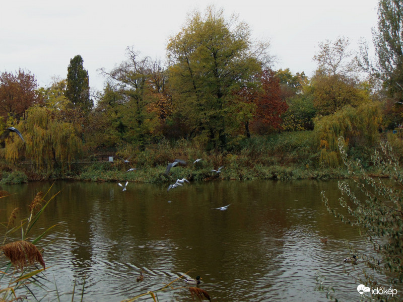 Borús, esős nap