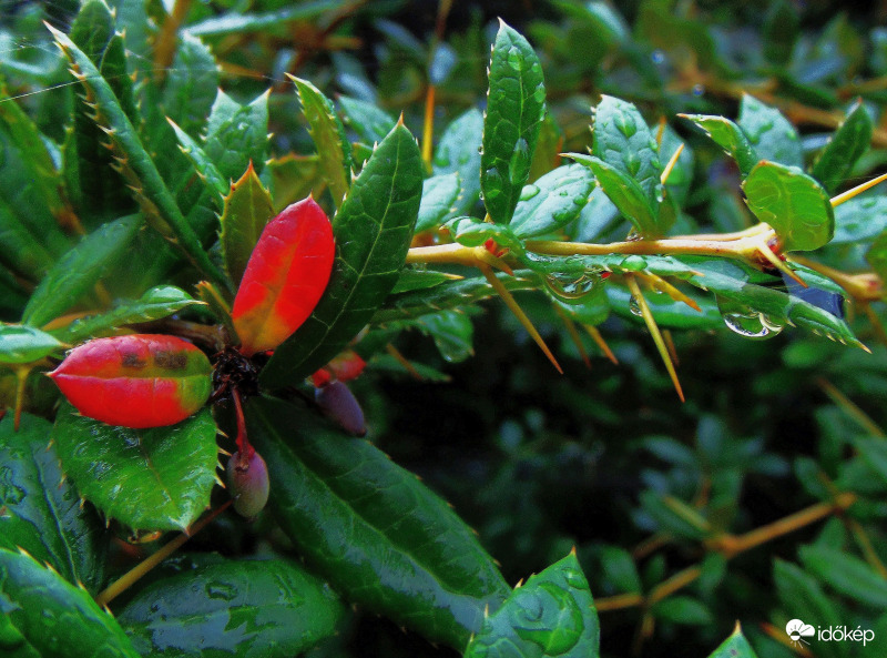 Budapest XI. kerület