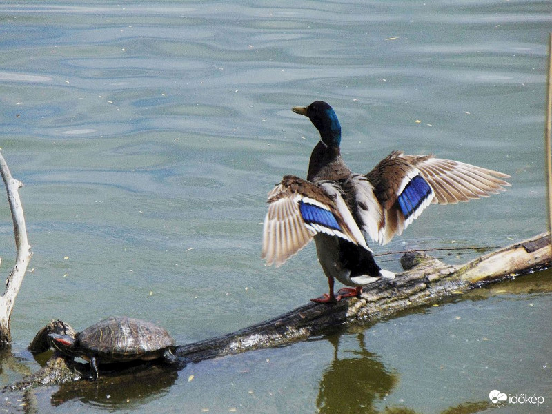 Szeszélyes május..