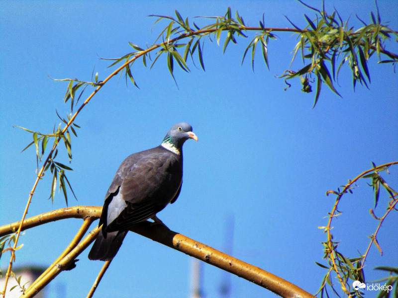 Kétkedő örvöske tegnap