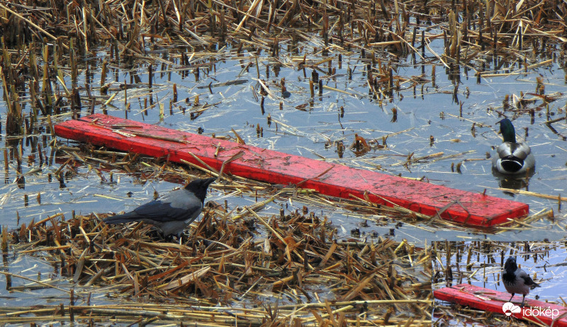 A piros palló története(munkaszüneti napon)..