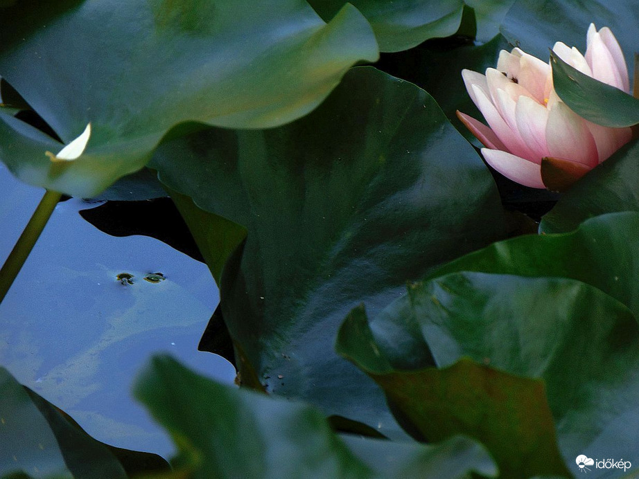 Mai történet a tündérrózsás tónál (2)