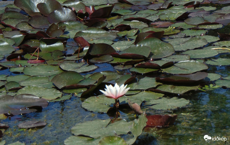 Egyedüli szépség...