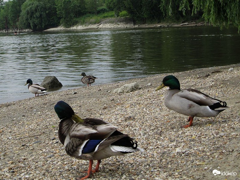 Tele a pocak, már csak szépséggel foglalkozom..