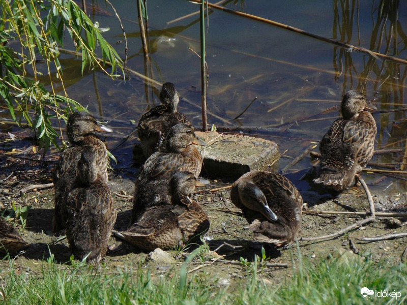Amikor még sütött a Nap..1