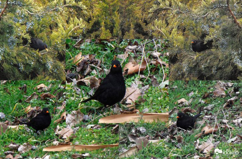 Feketerigó (ma egyedül állt modellt)...