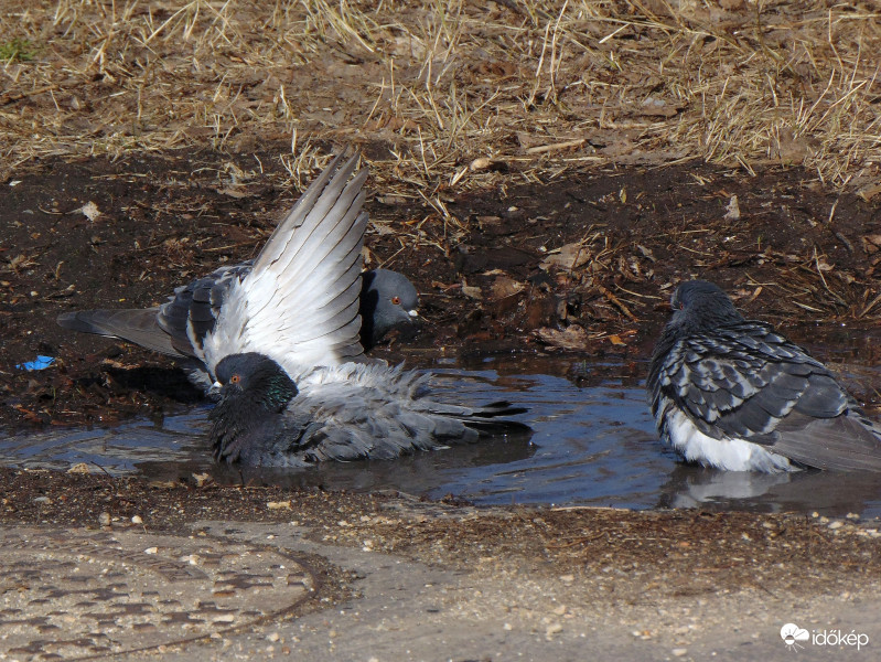 egy napsütéses vasárnap..