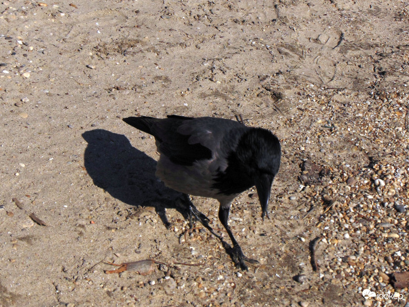 Elmélyülten baktató..