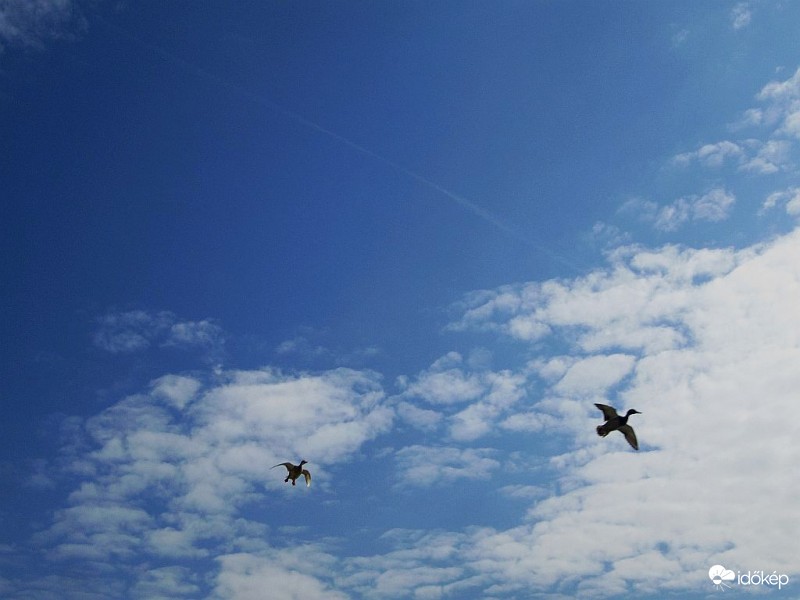 Gomolyfelhős égbolt kacsákkal..
