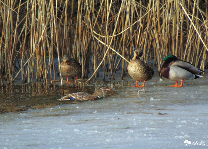 Tegnapi történet (folytatás)