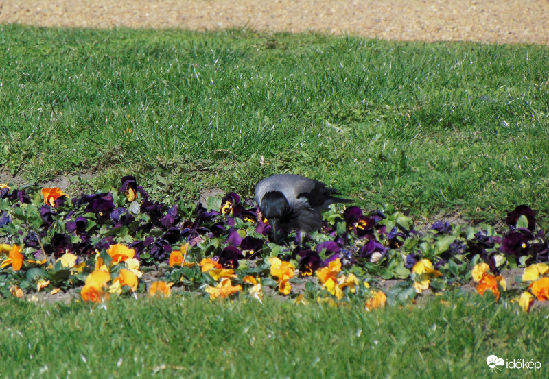 Elég az átlagos képekből!