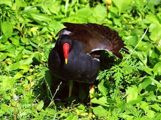 Vizityúk