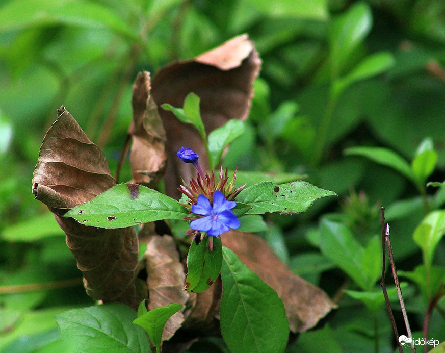 Augusztus végén...