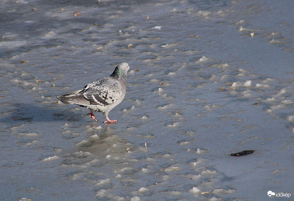 Jégen sétáló...