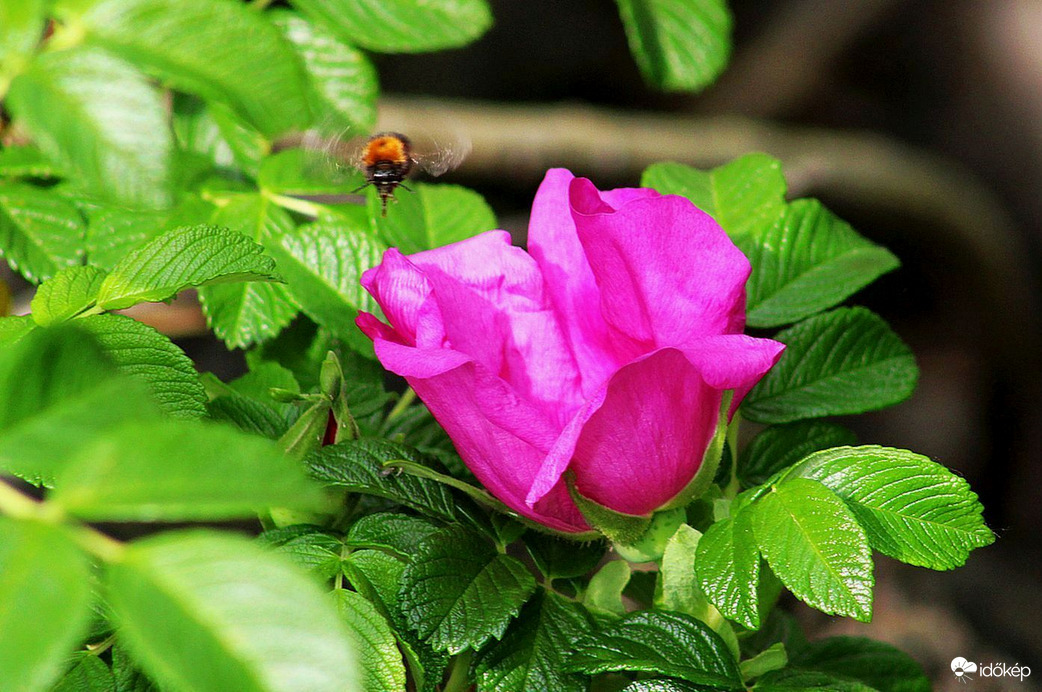 Érkezik "szorgoska"