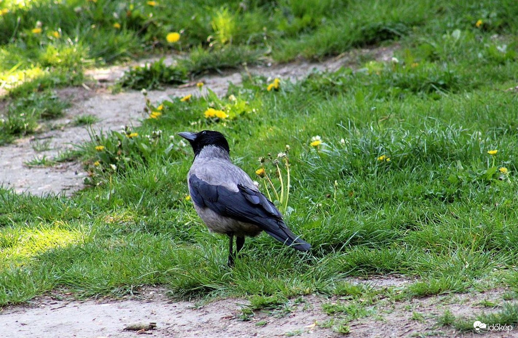 Kétkedő dolmányos