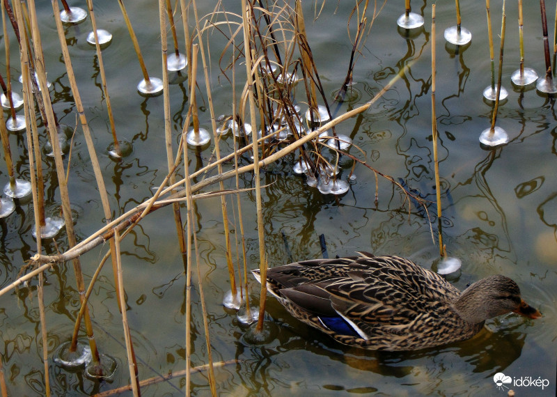 Gyöngyök között..