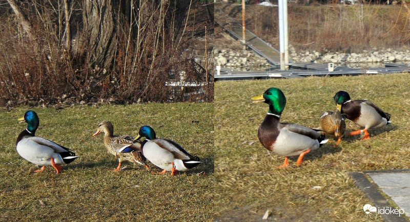 Van ám szigor kacsáéknál...