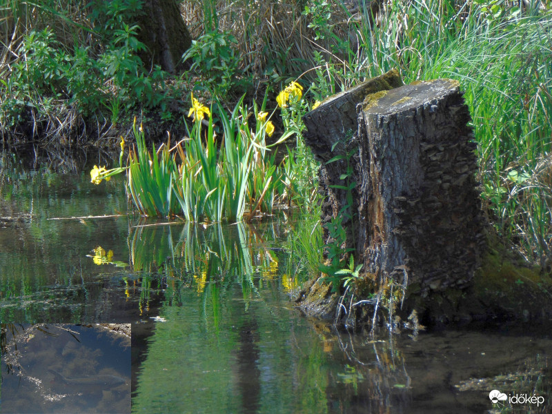 Biztonsági őrszolgálat..