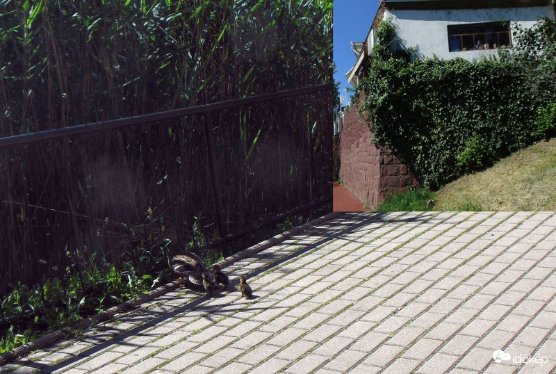 Mai (meglepő) történet egy új kiscsalád első lépéseiről..