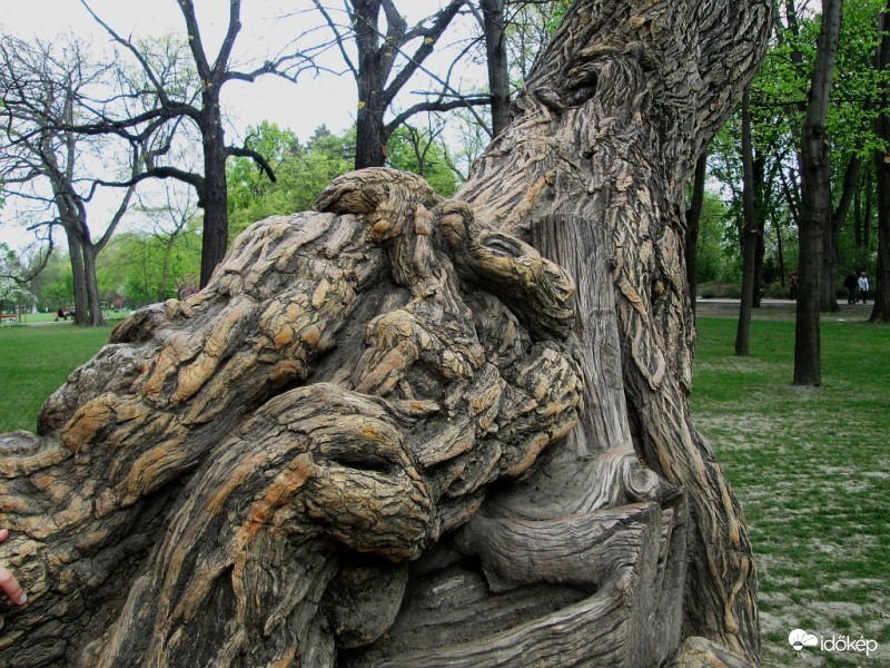 Narancseperfa egy részlete...