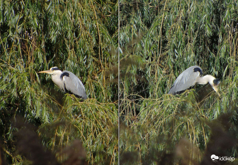 A kitartó várakozó...