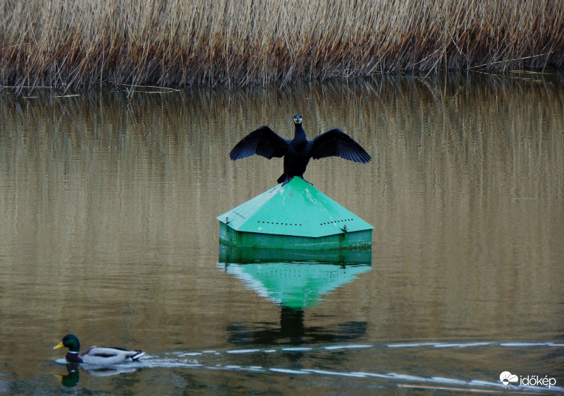 Kormorán a kifutón..