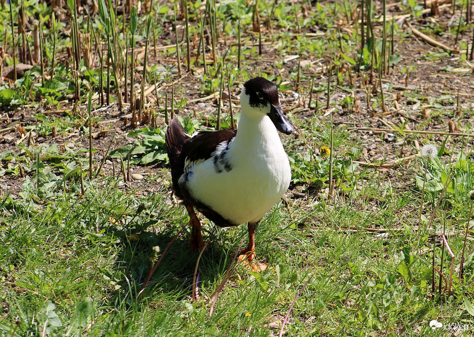 Méltatlankodó "Kedvenc"