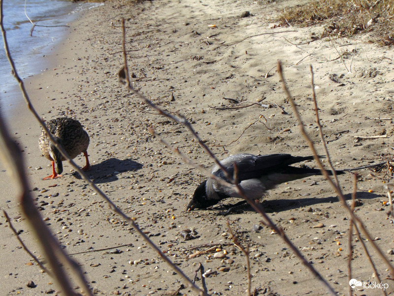 Mindig van valami akadály...
