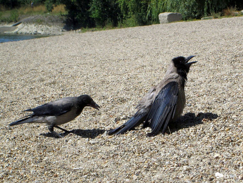 Mit csinálsz, a napon hűsölsz?