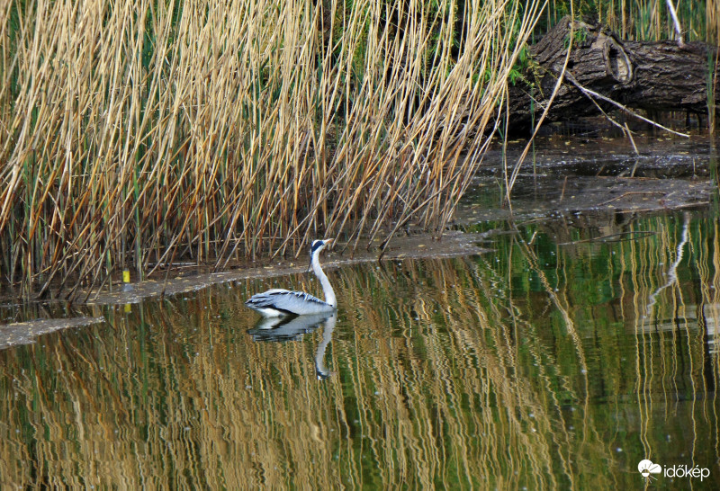 Hattyúk még nem jártak a Feneketlen tónál..