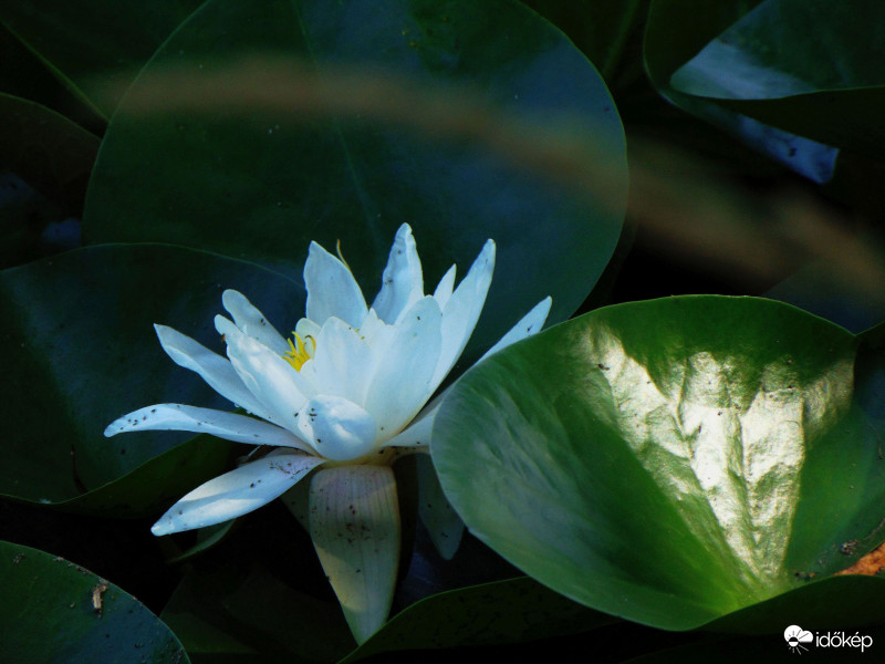 Ismét tündérrózsa