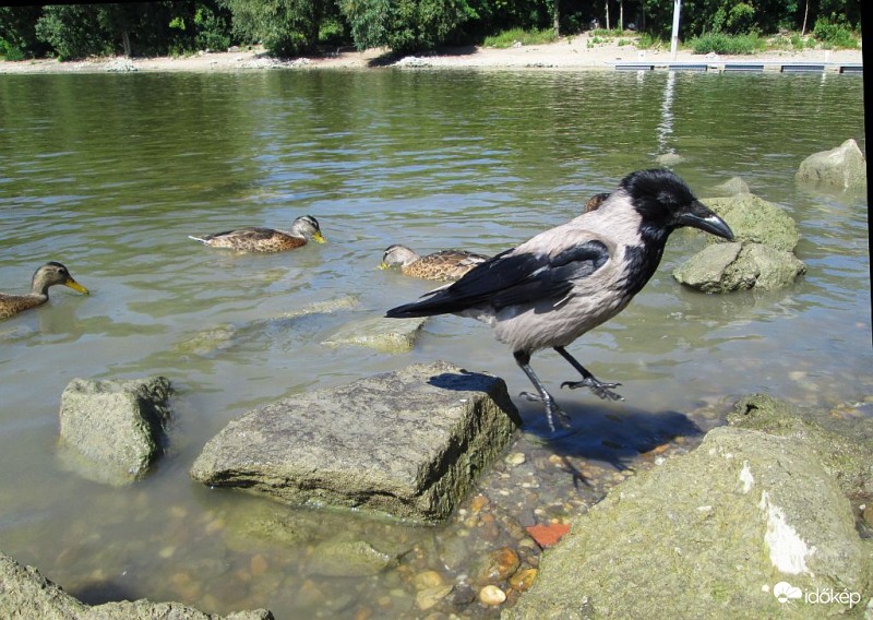 Mindenki másként csinálja..