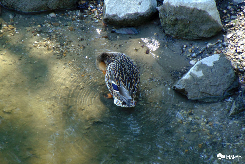 Dunai szépítkező...