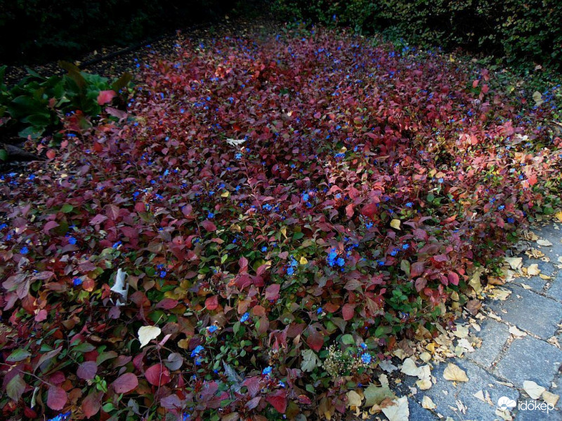 Virágsziget őszi színekben..