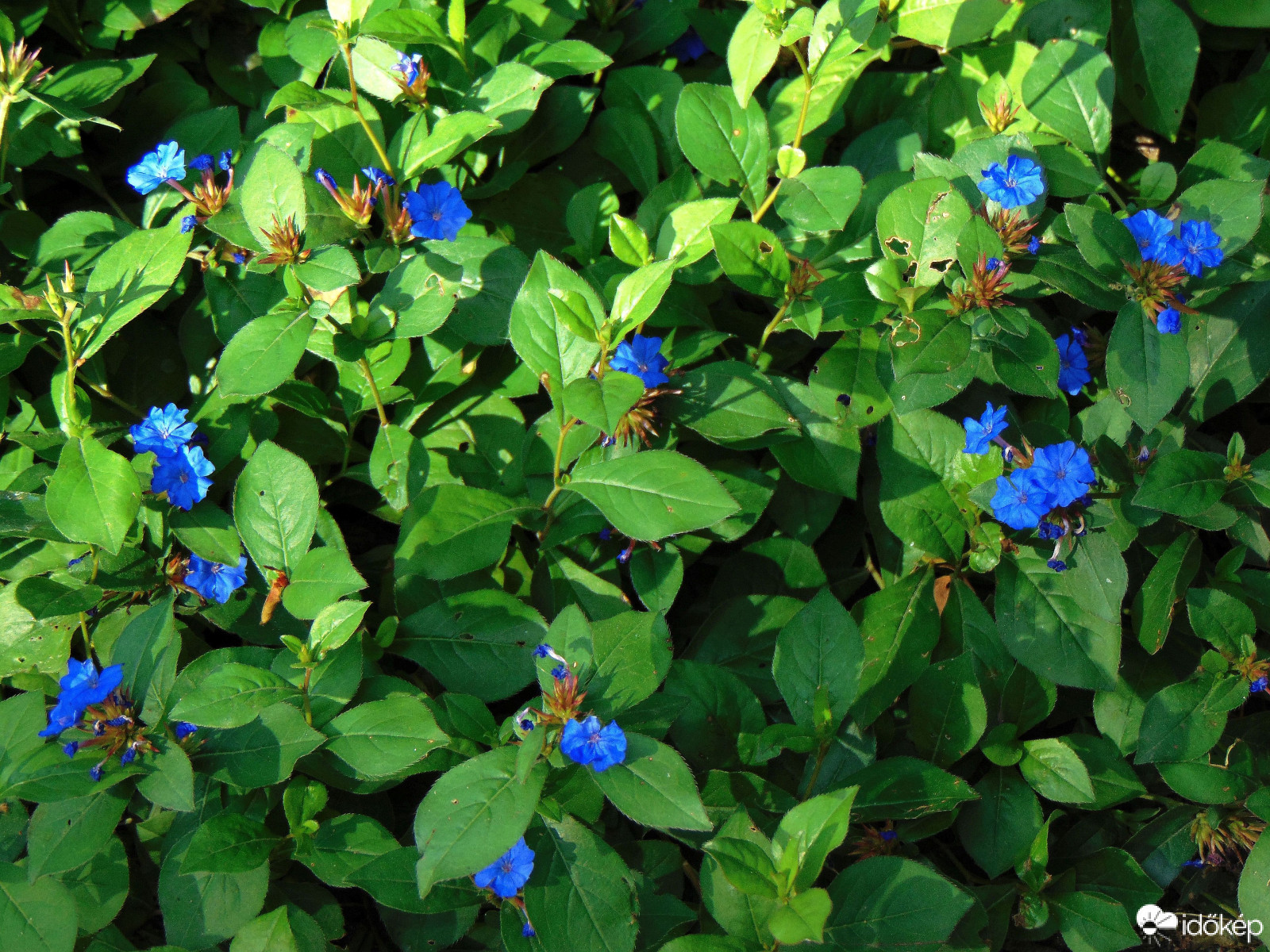 Tarackoló kékgyökér