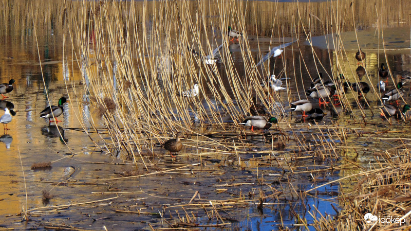 "Terülj, terülj asztalkám"! (nádvágás közben)