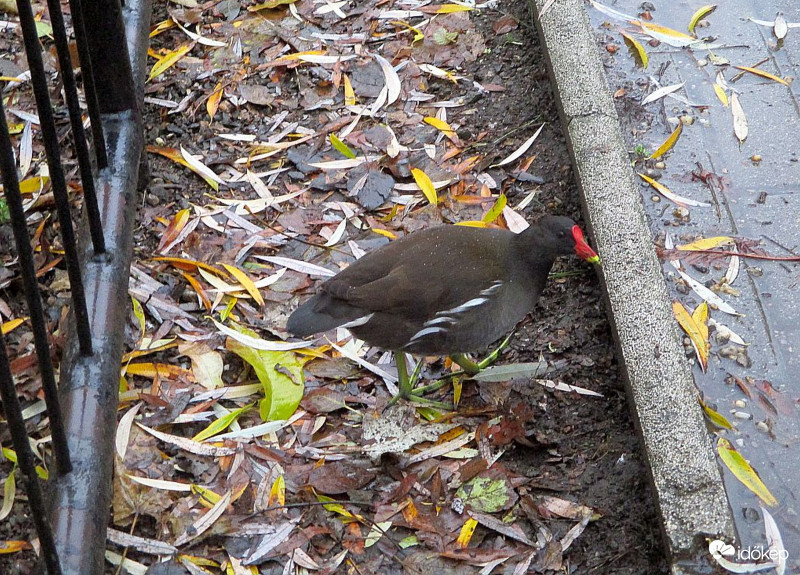 Vizityúk Kép(eslap)