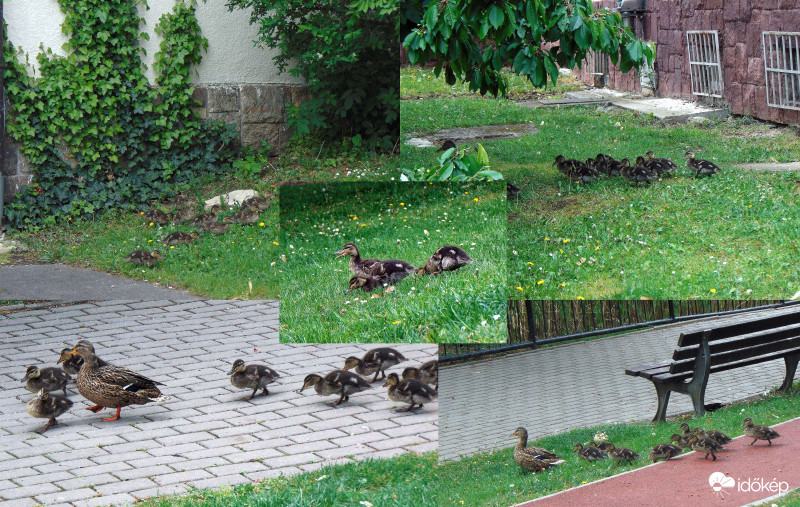 Reggeli a zöldben..