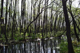 Mézgás égerfák / Black alders