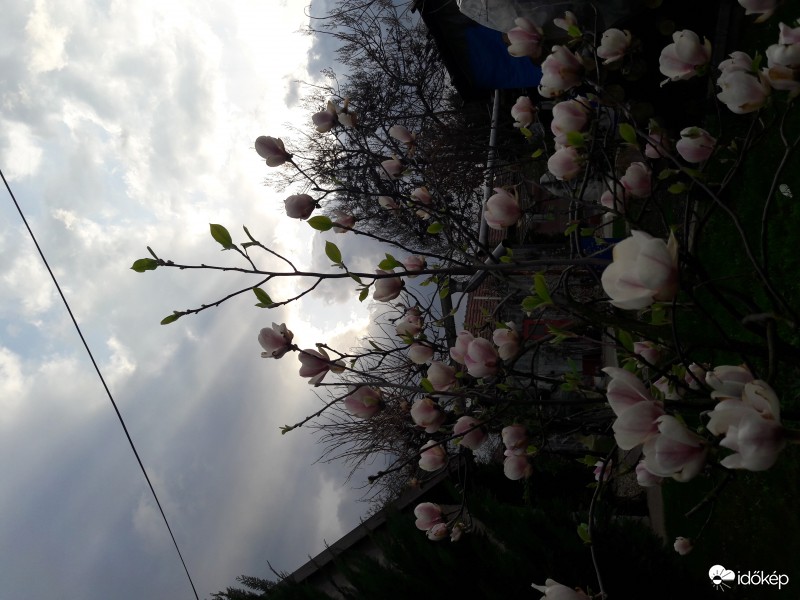 Katona Tiszaföldvár