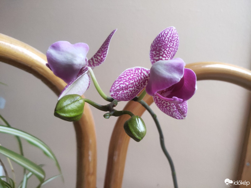 Budapest XI.ker - Albertfalva