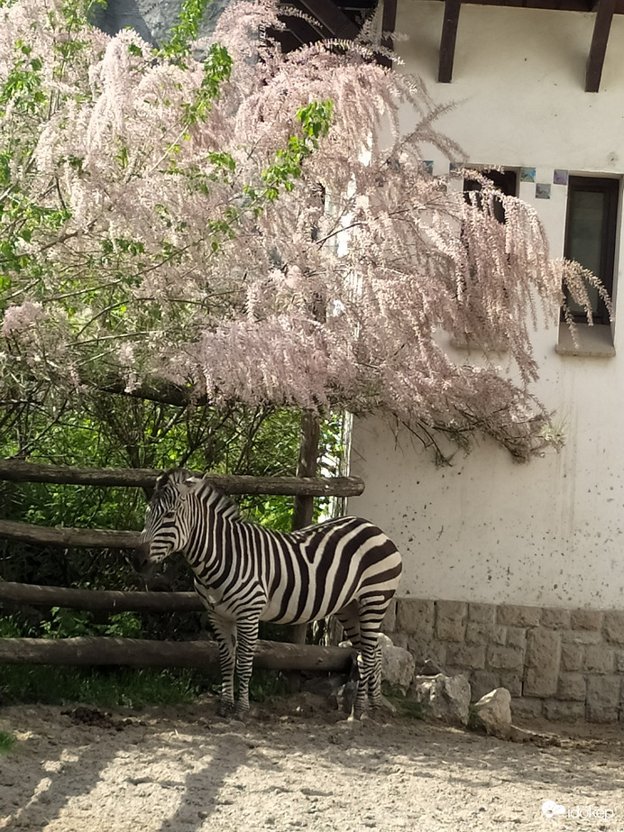 A zebra