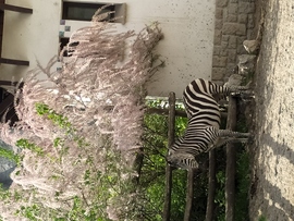 A zebra