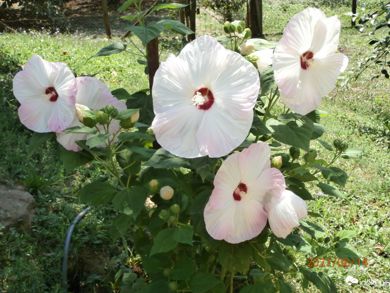 Hibiszkusz