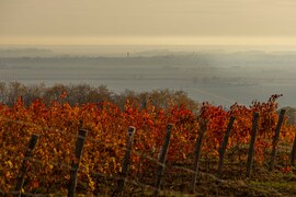 Görögszó kora reggel