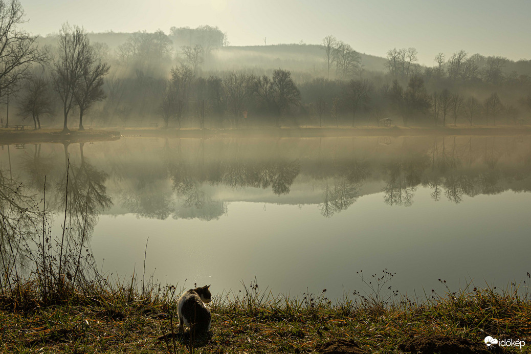 Macskás reggelen...