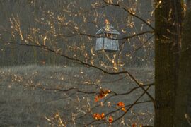 Reggeli impresszió... Őrálló