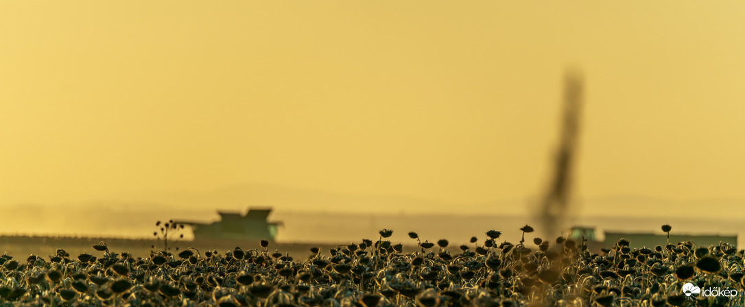 Aratás a naplementében 