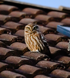 Figyelj én is figyelek!